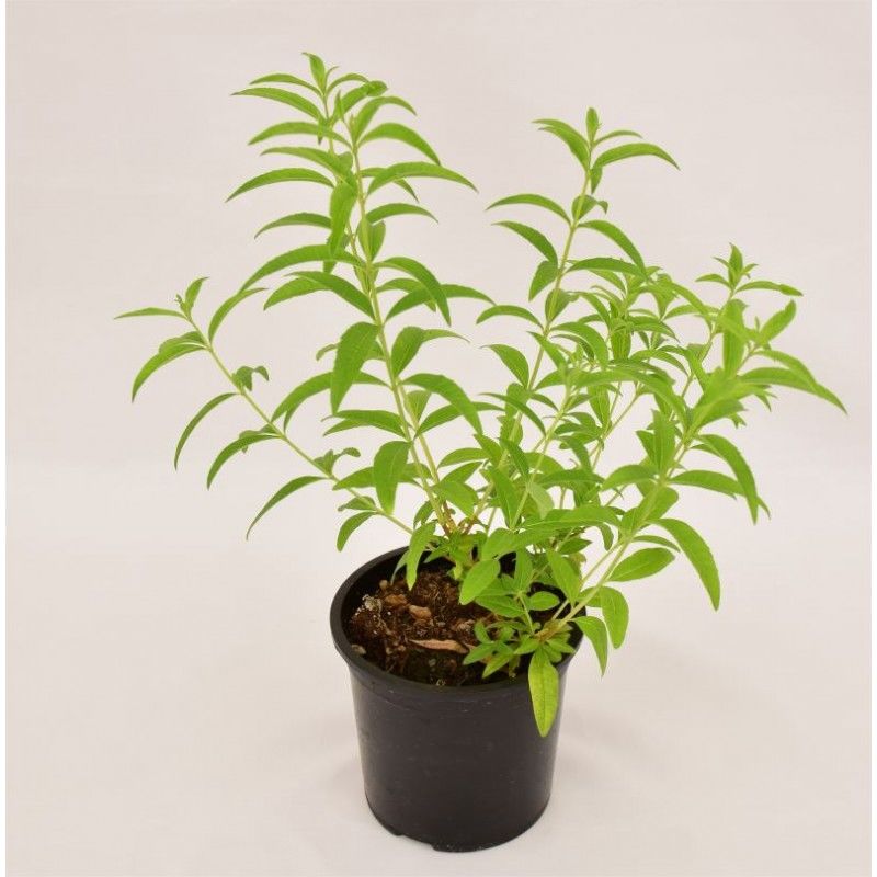 pianta-citronella-vaso-7cm-L-384678-1209442_1