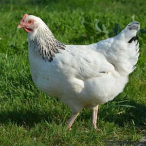Galline
